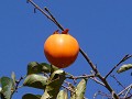 Hobby_AUTUMN_002S_mini.jpg