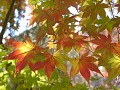 Hobby_AUTUMN_003S_mini.jpg