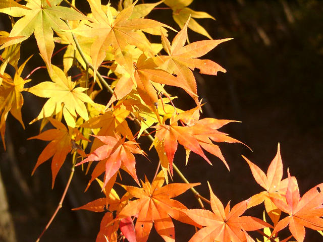 Hobby_AUTUMN_004S.jpg