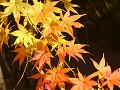 Hobby_AUTUMN_004S_mini.jpg