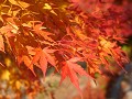 Hobby_AUTUMN_005S_mini.jpg