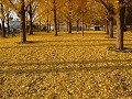 Hobby_AUTUMN_006S_mini.jpg