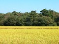 Hobby_AUTUMN_010S_mini.jpg
