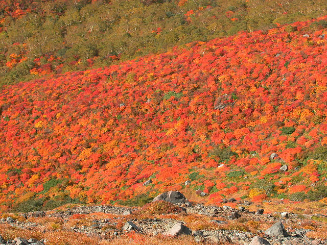 Hobby_AUTUMN_017S.jpg