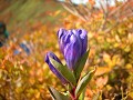 Hobby_AUTUMN_019S_mini.jpg