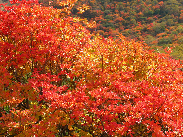Hobby_AUTUMN_022S.jpg