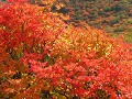 Hobby_AUTUMN_022S_mini.jpg