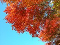 Hobby_AUTUMN_025S_mini.jpg