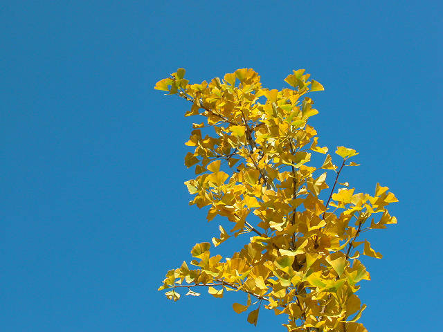 Hobby_AUTUMN_026S.jpg