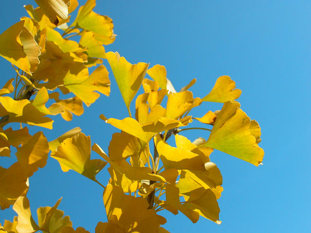 Hobby_AUTUMN_027S.jpg