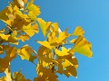 Hobby_AUTUMN_027S_mini.jpg