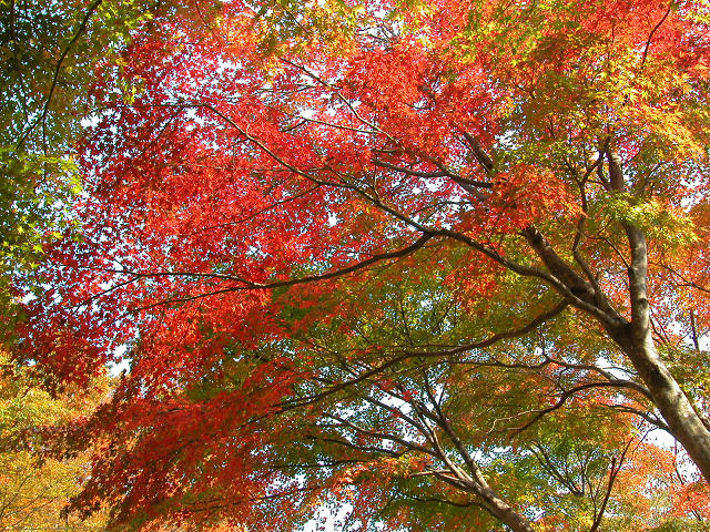 Hobby_AUTUMN_034S.jpg