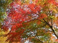 Hobby_AUTUMN_034S_mini.jpg