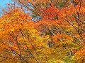 Hobby_AUTUMN_035S_mini.jpg