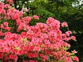 Hobby_SPRING_005S_mini.jpg