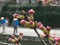 Hobby_SPRING_006S_mini.jpg