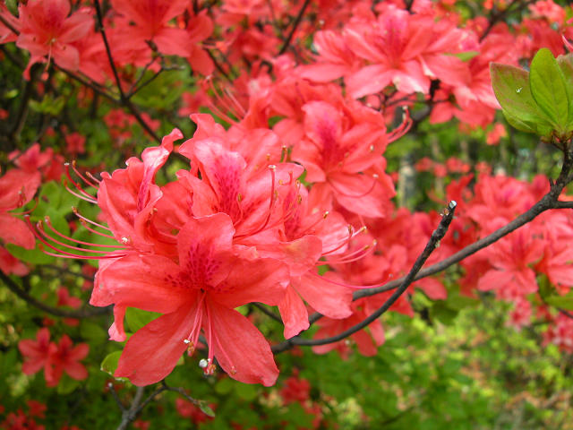Hobby_SPRING_007S.jpg