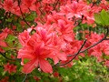 Hobby_SPRING_007S_mini.jpg