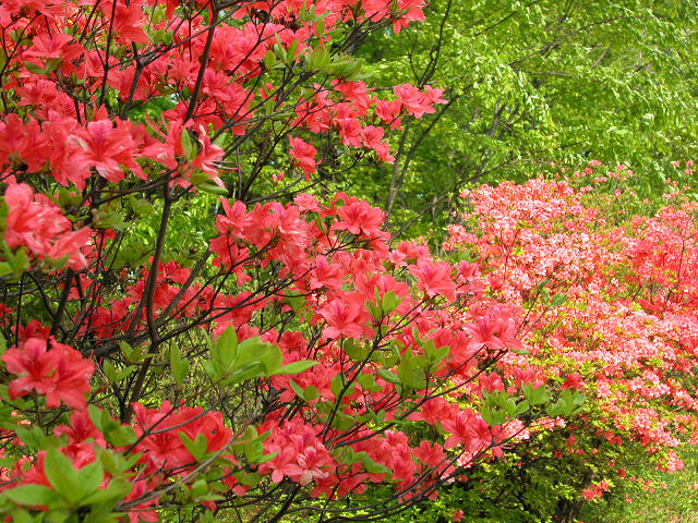 Hobby_SPRING_008S.jpg