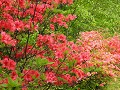 Hobby_SPRING_008S_mini.jpg