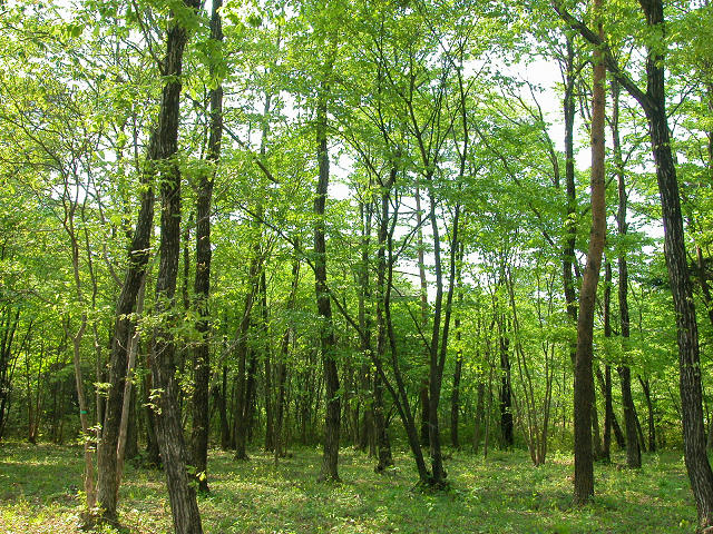 Hobby_SPRING_010S.jpg