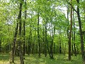 Hobby_SPRING_010S_mini.jpg