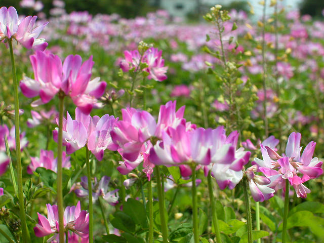 Hobby_SPRING_011S.jpg