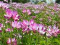Hobby_SPRING_011S_mini.jpg
