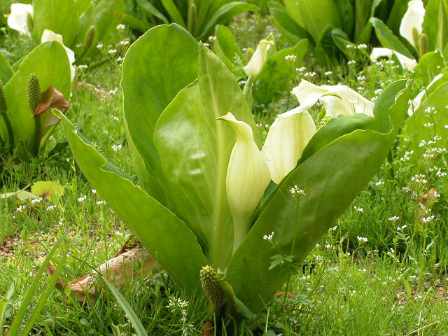 Hobby_SPRING_013S.jpg