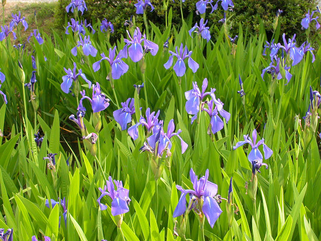 Hobby_SPRING_016S.jpg