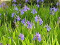 Hobby_SPRING_016S_mini.jpg