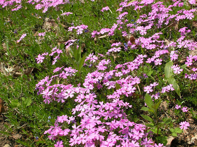 Hobby_SPRING_018S.jpg