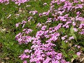 Hobby_SPRING_018S_mini.jpg