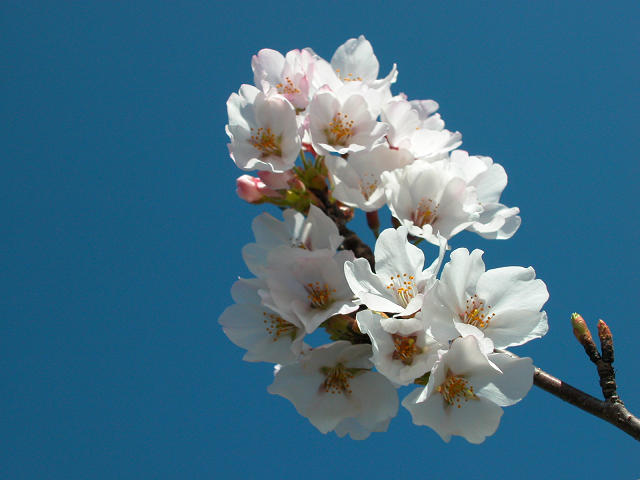 Hobby_SPRING_020S.jpg