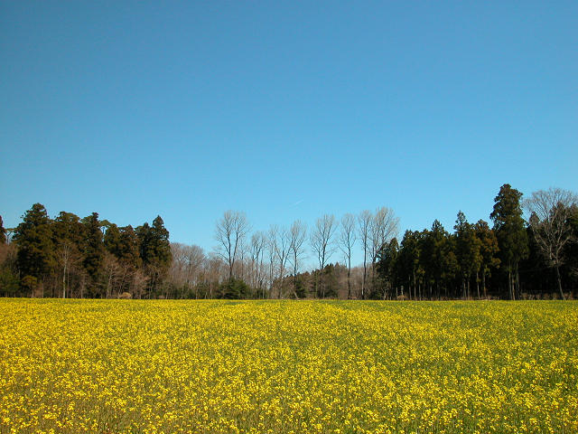 Hobby_SPRING_021S.jpg