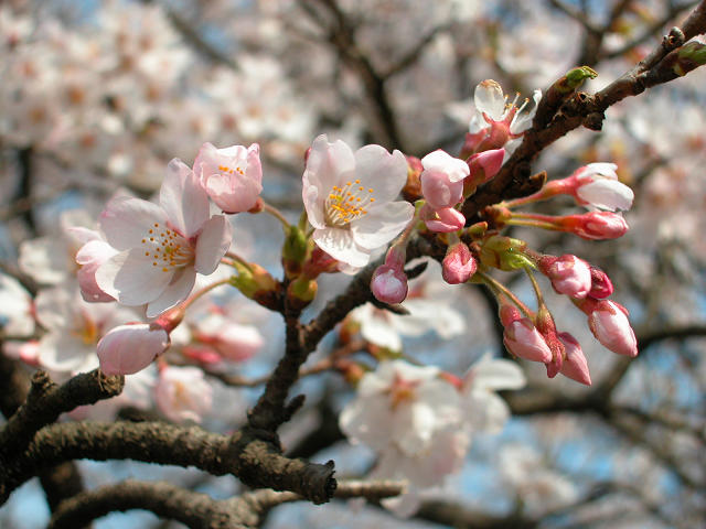 Hobby_SPRING_023S.jpg