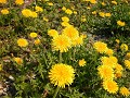 Hobby_SPRING_024S_mini.jpg