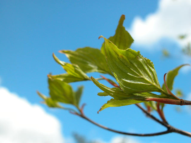 Hobby_SPRING_025S.jpg