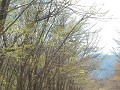 Hobby_SPRING_026S_mini.jpg