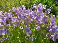 Hobby_SPRING_029S_mini.jpg
