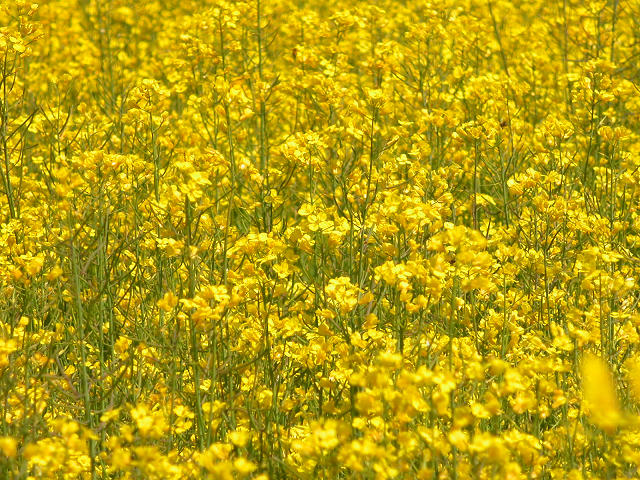 Hobby_SPRING_031S.jpg