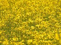 Hobby_SPRING_031S_mini.jpg