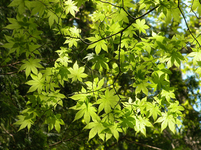 Hobby_SPRING_032S.jpg
