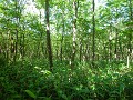 Hobby_SUMMER_031S_mini.jpg