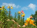 Hobby_SUMMER_051S_mini.jpg