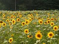 Hobby_SUMMER_056S_mini.jpg