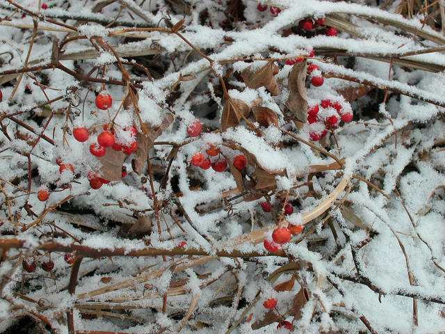 Hobby_WINTER_011S.jpg