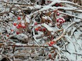 Hobby_WINTER_011S_mini.jpg